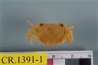 藏品(紅螯螳臂蟹)的圖片